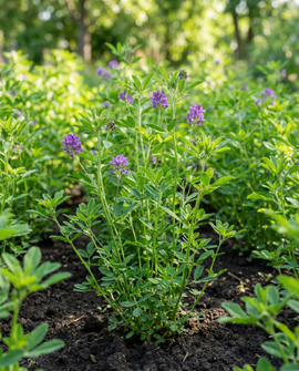 Luzerne Klee Samen Medicago Sativa einjähriger Gründünger 200g