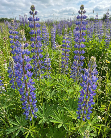Blue Lupin Green Manure 100g seeds (Lupinus angustifolius) – annual green manure
