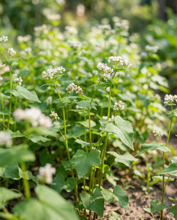 Buchweizen Gründüngung 250g (Fagopyrum esculentum) – einjährige Gründüngungssamen von SeedsChoice