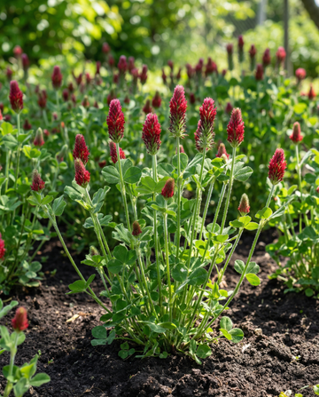 Crimson Clover Green Manure 200g (Trifolium incarnatum) – annual green manure seeds from SeedsChoice