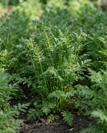 Büschelschön Gründüngung 100g (Phacelia tanacetifolia) – Samen einjähriger Gründüngung von SeedsChoice