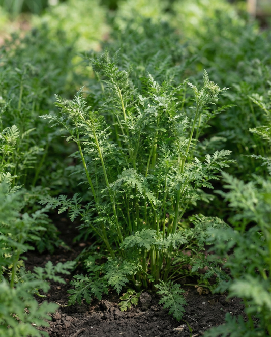 Büschelschön Gründüngung 100g (Phacelia tanacetifolia) – Samen einjähriger Gründüngung von SeedsChoice