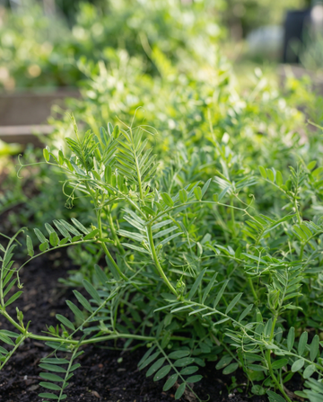 Common Vetch Green Manure 150g (Vicia sativa) – annual green manure seeds from SeedsChoice