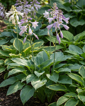 Hybrid Varieties 0.15g Samen (Hosta × hybrida) – mehrjährige Sortenmischung