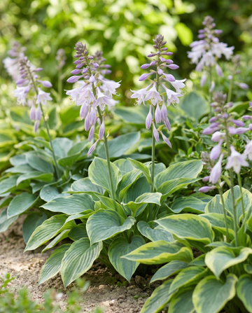 Hybrid Varieties 0.15g (Hosta × hybrida) – mehrjährige Sortenmischung Samen von SeedsChoice