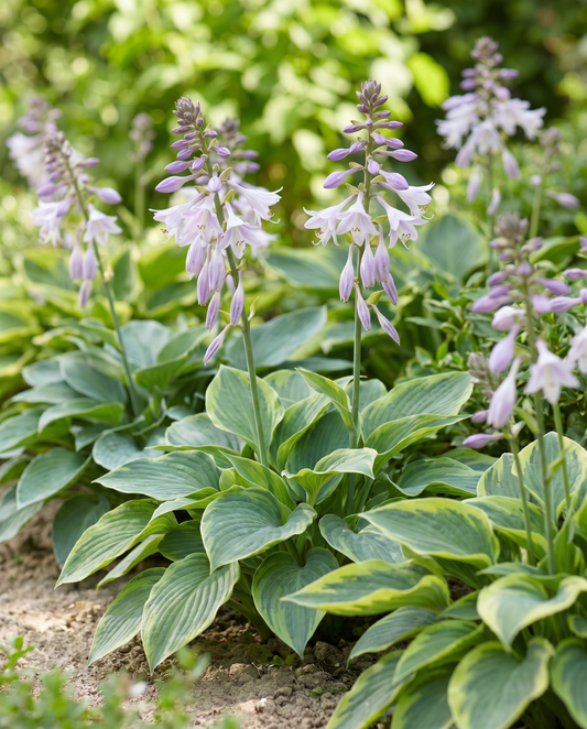 Hybrid Varieties 0.15g (Hosta × hybrida) – perennial mix seeds from SeedsChoice