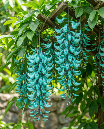 Jade Vine Türkisfarbene Kletterpflanze (Strongylodon macrobotrys) – Kletterpflanzensamen von SeedsChoice
