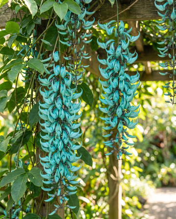 Jade Vine Türkisfarbene Kletterpflanze Samen (Strongylodon macrobotrys) – Kletterpflanze