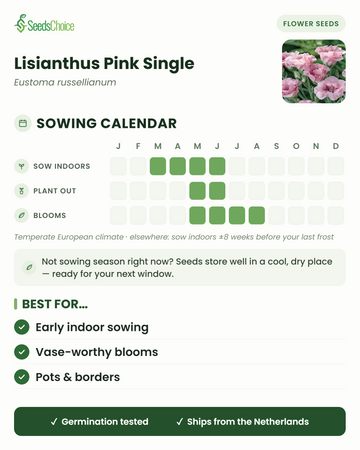 Sowing calendar for Lisianthus Pink Single in a temperate European climate: sow indoors March to June, plant out May to June, blooms May to August; seeds store well until the next sowing season