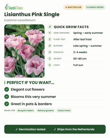 Lisianthus Pink Single Eustoma russellianum quick grow facts: sow indoors spring to early summer, plant out after last frost, blooms late spring to summer, height 50-80 cm, full sun — elegant cut flowers
