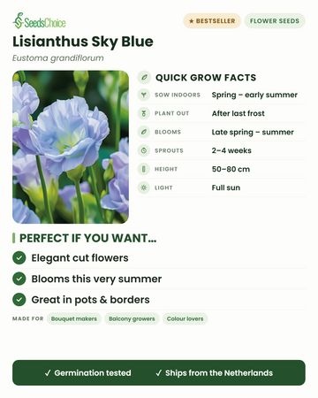 Lisianthus Sky Blue Eustoma grandiflorum Schnellübersicht: Vorkultur im Haus im Frühling bis Frühsommer, nach dem letzten Frost auspflanzen, Blüte von Spätfrühling bis Sommer, Wuchshöhe 50–80 cm, volle Sonne — elegante Schnittblumen