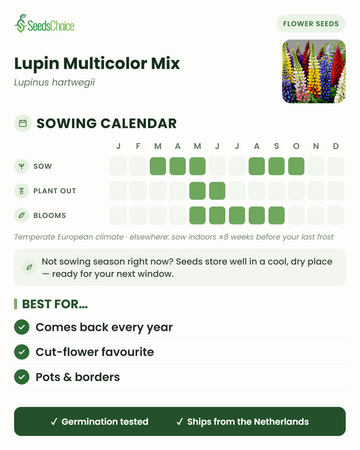 Sowing calendar for Lupin Multicolor Mix in a temperate European climate: sow March to May or August to October, blooms May to September; seeds store well until the next sowing season