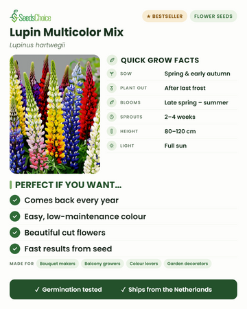 Lupin Multicolor Mix Lupinus hartwegii quick grow facts: sow spring or early autumn, plant out after last frost, blooms late spring to summer, height 80-120 cm, full sun — a perennial that comes back every year