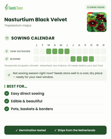 Aussaatkalender für Nasturtium Black Velvet im gemäßigten europäischen Klima: Direktsaat März bis Juni, Blüte Juli bis Oktober; Samen bleiben bis zur nächsten Aussaatsaison keimfähig