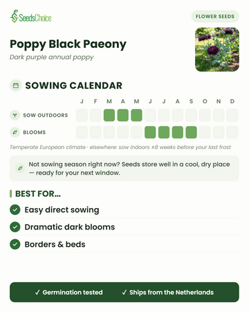 Sowing calendar for Poppy Black Paeony in a temperate European climate: direct sow March to May, blooms June to September; seeds store well until the next sowing season