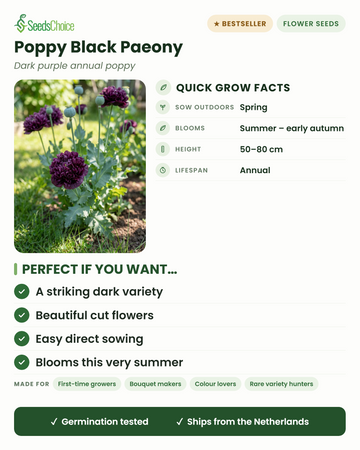 Poppy Black Paeony quick grow facts: direct sow in spring, blooms summer to early autumn, height 50-80 cm, annual — a striking dark variety and beautiful cut flower