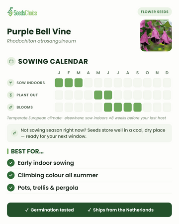 Aussaatkalender für Purple Bell Vine im gemäßigten europäischen Klima: Vorkultur im Haus Januar bis März, Auspflanzen Mai bis Juni, Blüte Juni bis September; Samen bleiben bis zur nächsten Aussaatsaison keimfähig