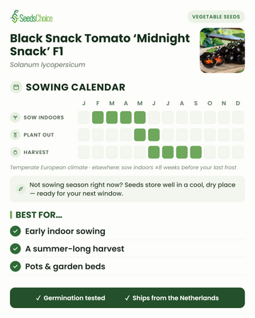 Sowing calendar for Black Snack Tomato Midnight Snack F1 in a temperate European climate: sow indoors February to May, plant out May to June, harvest June to September; seeds store well until the next sowing season