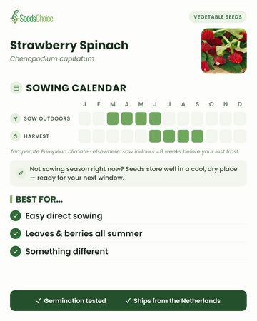 Aussaatkalender für Strawberry Spinach im gemäßigten europäischen Klima: Direktsaat März bis Juni, Ernte Juni bis September; Samen bleiben bis zur nächsten Aussaatsaison keimfähig