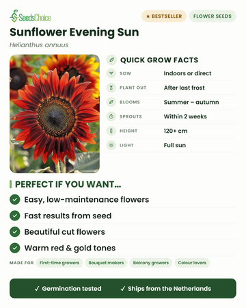 Sonnenblume Evening Sun – schnelle Anbauinfos: Vorkultur im Haus oder Direktsaat im Frühjahr, nach dem letzten Frost auspflanzen, Blüte von Sommer bis Herbst in warmen Rot- und Goldtönen, Wuchshöhe 120+ cm, volle Sonne