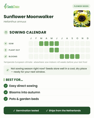 Sowing calendar for Sunflower Moonwalker in a temperate European climate: sow March to June, plant out May to June, blooms July to October; seeds store well until the next sowing season