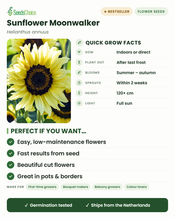 Sunflower Moonwalker quick grow facts: sow indoors or direct in spring, plant out after last frost, blooms summer to autumn, height 120+ cm, full sun — easy fast flowers for pots and borders