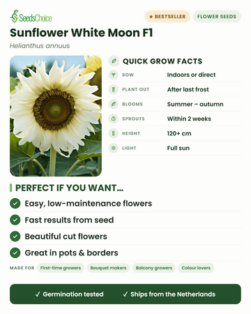 Sonnenblume White Moon F1 auf einen Blick: Vorkultur im Haus oder Direktsaat im Frühjahr, nach dem letzten Frost ins Freiland pflanzen, Blütezeit Sommer bis Herbst, Wuchshöhe 120+ cm, volle Sonne — wichtige Vorteile und für wen sich diese weiße Sonnenblume eignet