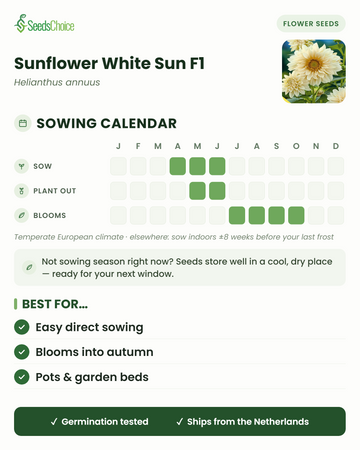 Aussaatkalender für Sunflower White Sun F1 im gemäßigten europäischen Klima: Aussaat April bis Juni, Auspflanzen Mai bis Juni, Blüte Juli bis Oktober; Samen bleiben bis zur nächsten Aussaatsaison keimfähig
