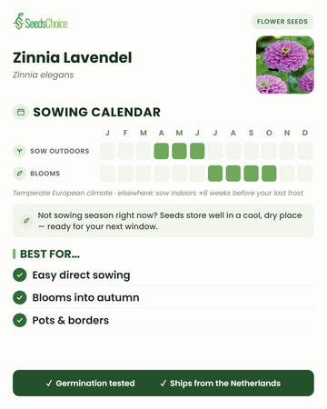Sowing calendar for Zinnia Lavendel in a temperate European climate: direct sow April to June, blooms July to October; seeds store well until the next sowing season