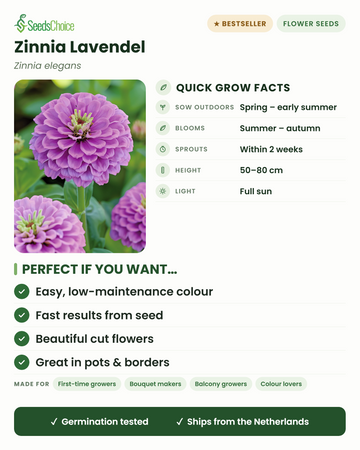 Zinnia Lavendel Zinnia elegans quick grow facts: direct sow spring to early summer, blooms summer to autumn, height 50-80 cm, full sun — easy low-maintenance cut flowers